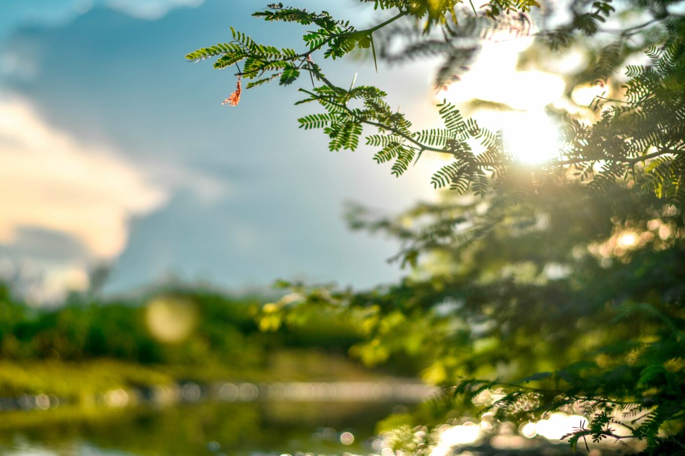 Green countryside in the sunshine