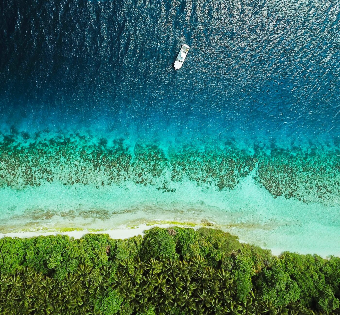 Ocean, beach and forest