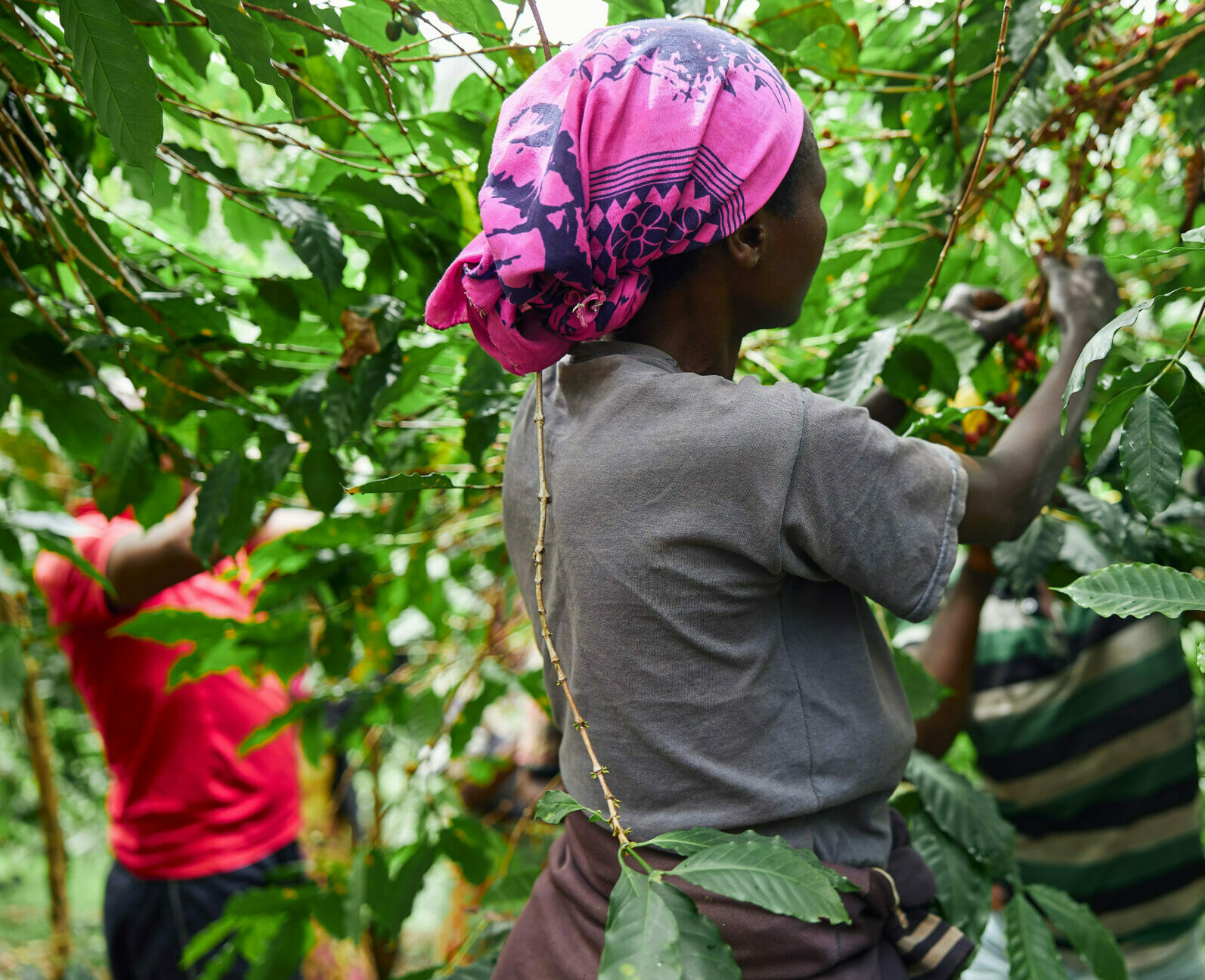 Local Smes Non-member: Corporate Pathway - Local Sourcing & SMEs - 4 - Leading ...