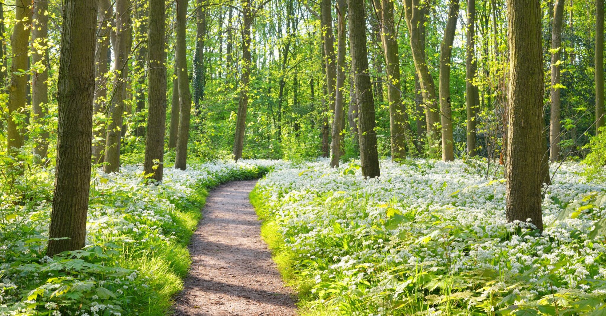 The World Sustainable Hospitality Alliance partners with the